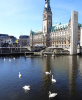 Die Alsterschwäne der Hansestadt